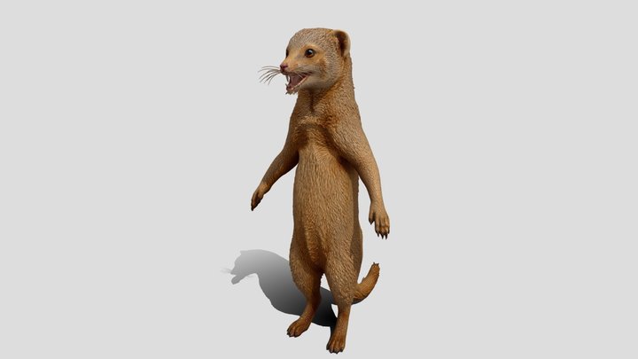 Milo_the_ Mongoose animal 3d model free