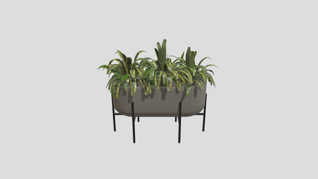 Indoor Plant A