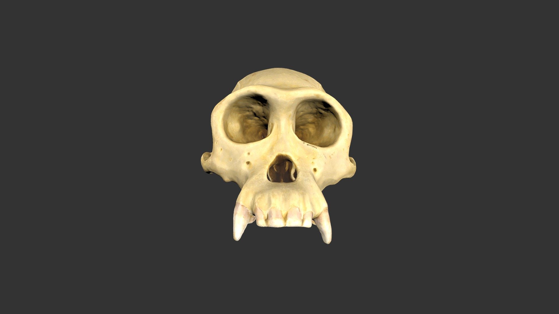 Pan troglodytes (modern) (2501.1rp4-1)