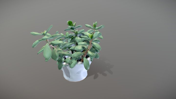 Photogrammetry Plant 3D Model
