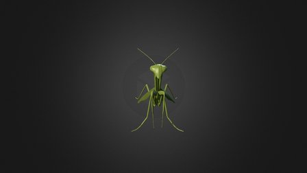 2. DICTYOPTERA 3D Model