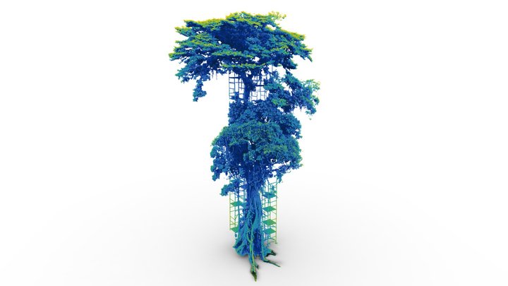 Centenary Fig Tree ARAÇÁ , Brazil 3D Model