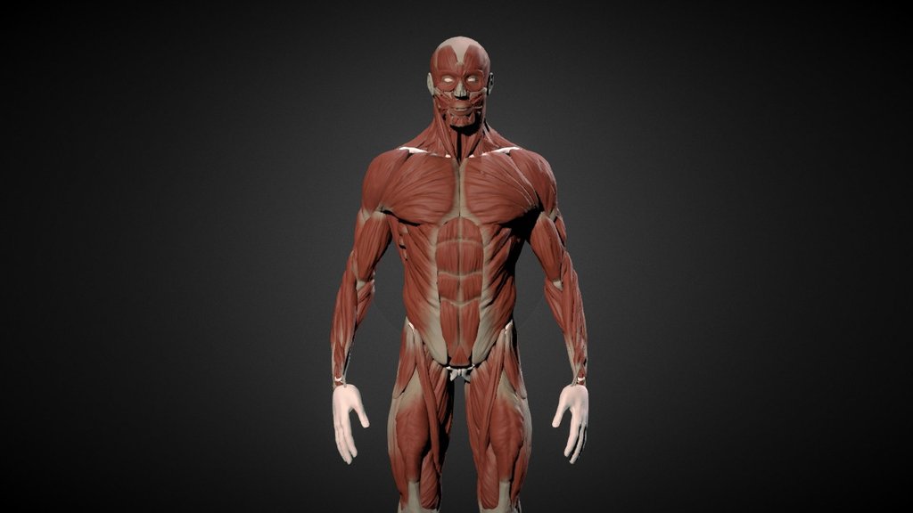 body study - base anatomy - A 3D model collection by Antoine Patel ...