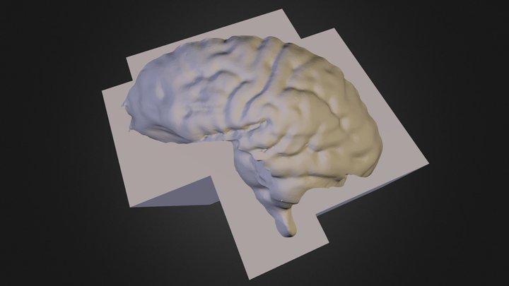 Brain mold 3D Model