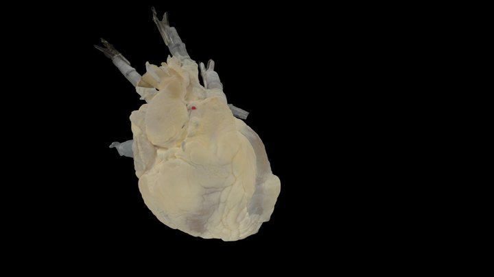Human Heart 598 Perfusion Fixed version 2 3D Model