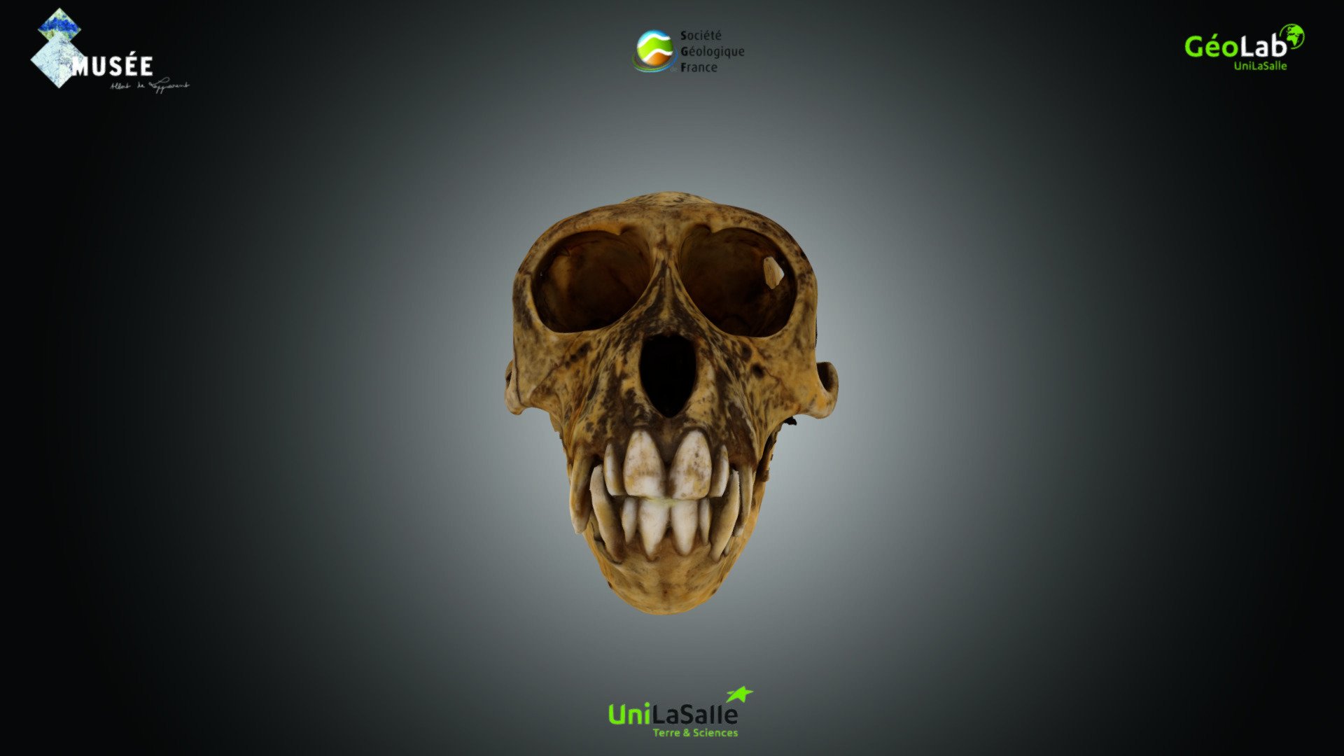 Primates - Macaca sp.