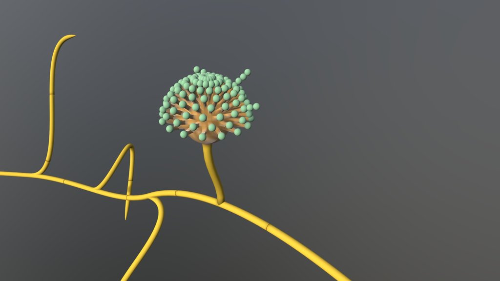 fungus