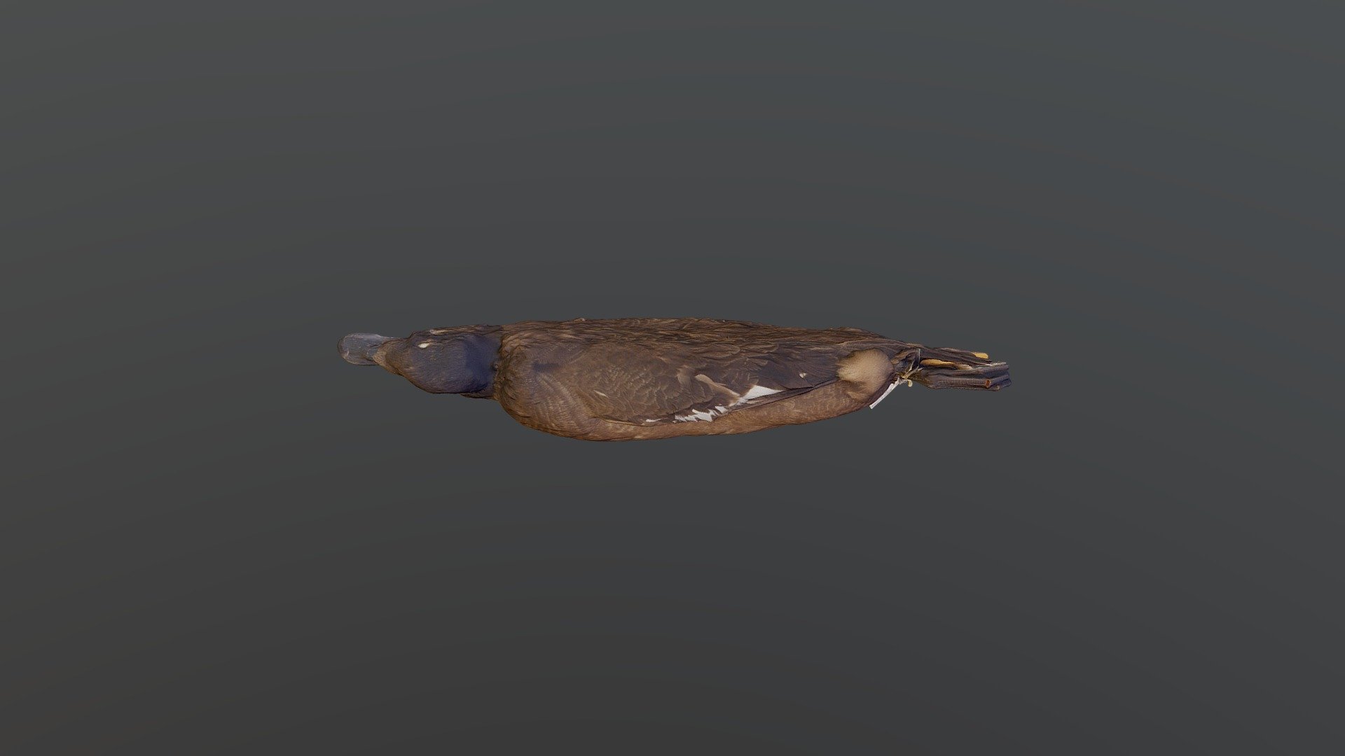 Velvet Scoter - Melanitta fusca