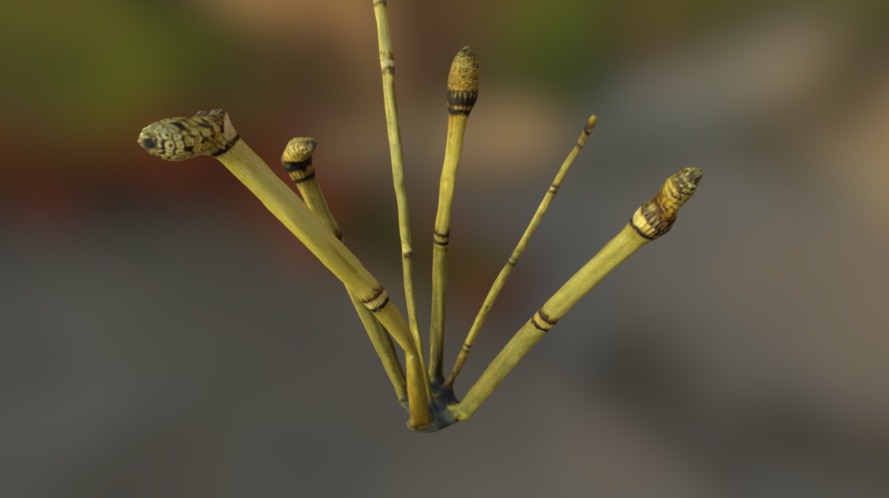 Equisetum Hyemalel
