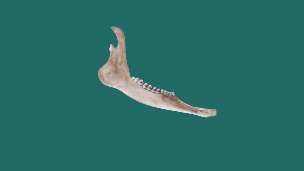 Deer Mandible