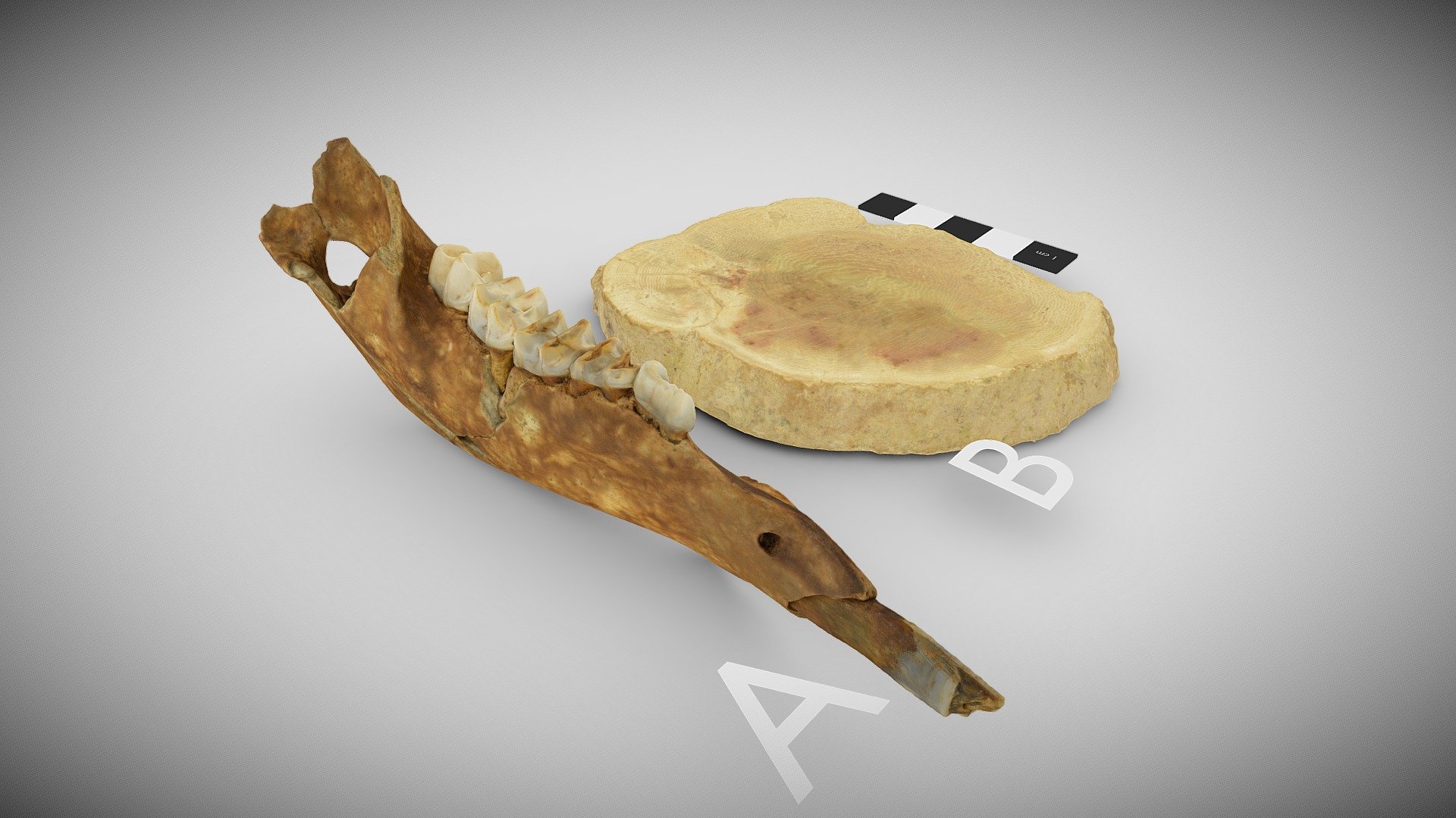 Fossil and geological specimens 3D model by UQ School of Earth and