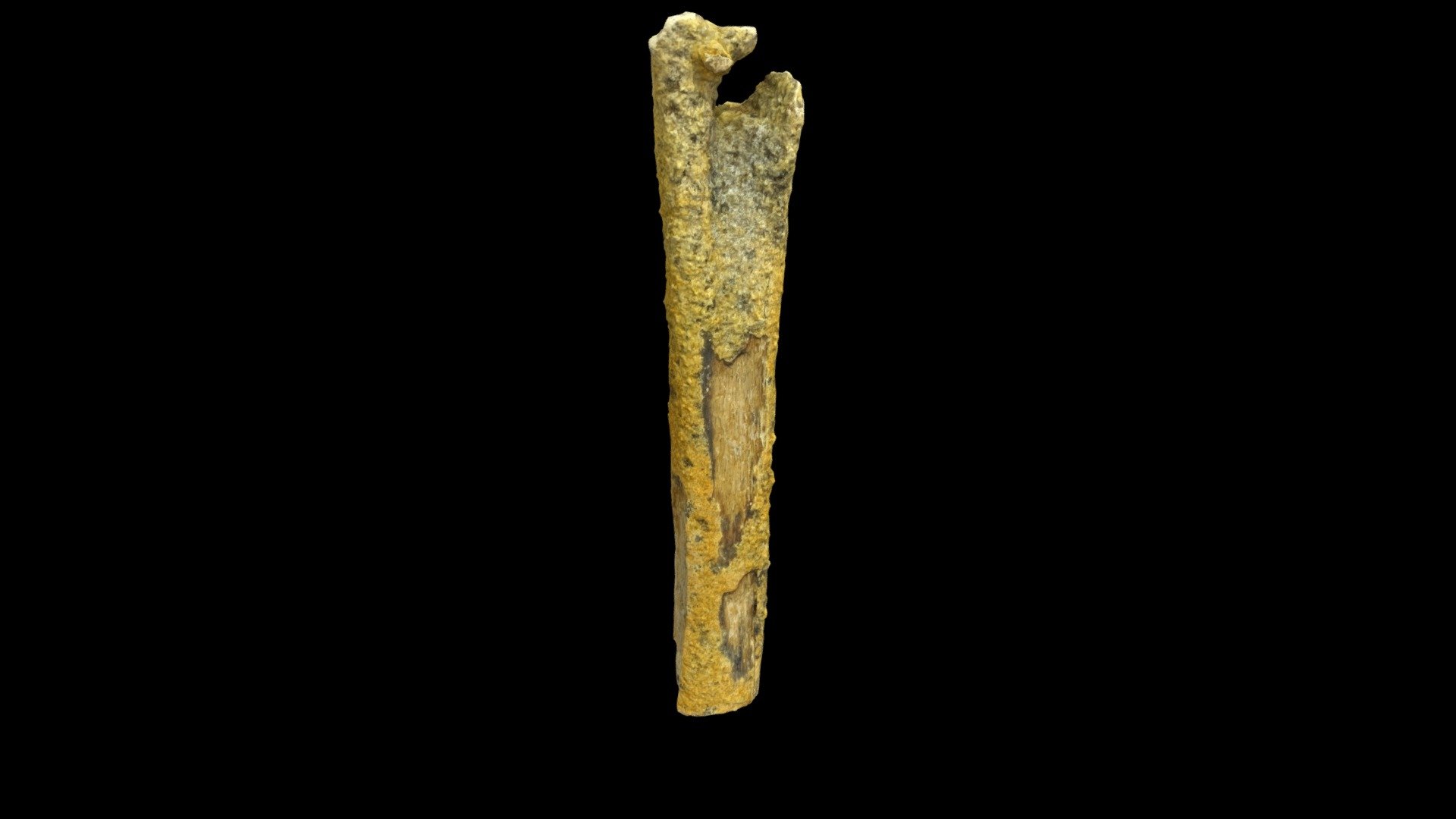 Bone of a bony-toothed bird
