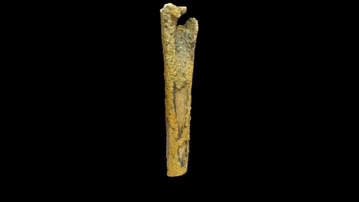 Bone of a bony-toothed bird 3D Model