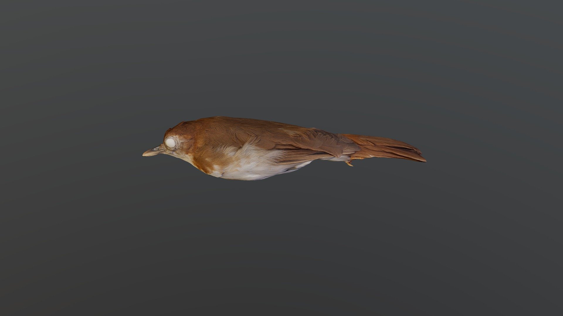 Thrush Babbler - Illadopsis turdina - Download Free 3D model by ...