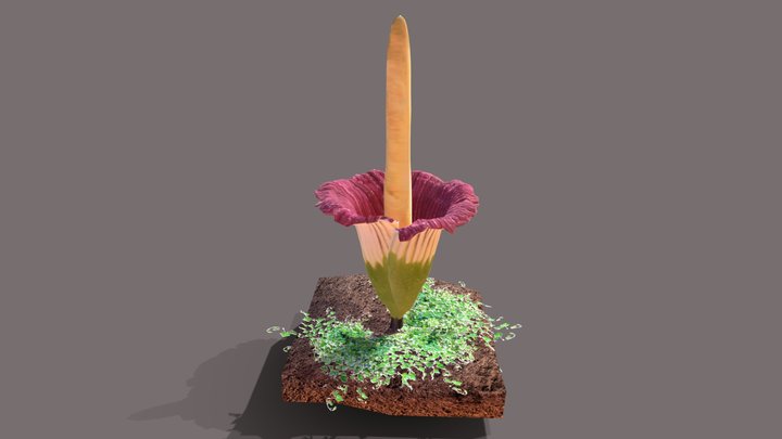 Bunga Bangkai, Amorphophallus titanum Becc 3D Model