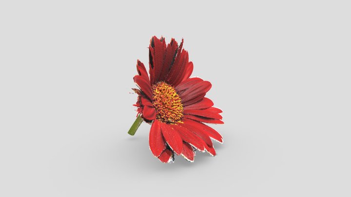 Red Flower(3d Scan) 3D Model