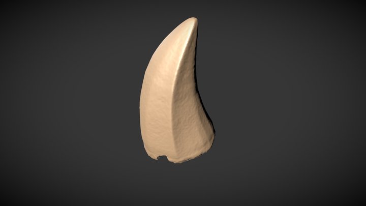 Tooth crown of Mosasaurus hoffmannii