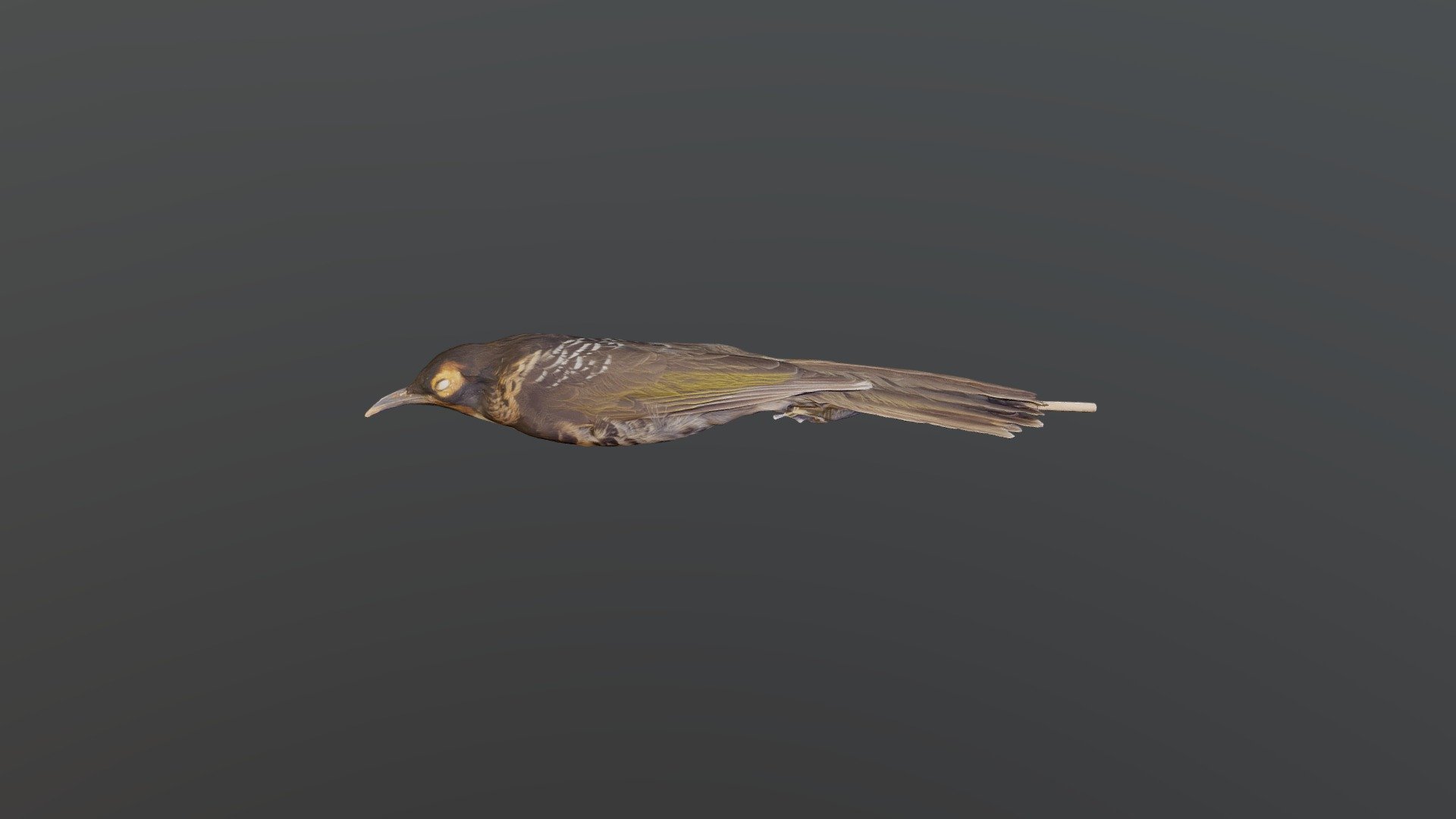 Ornate Honeyeater - Melidectes torquatus