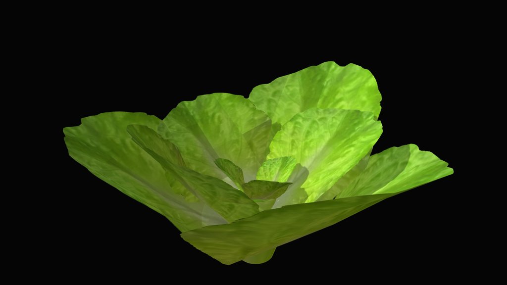 Lettuce