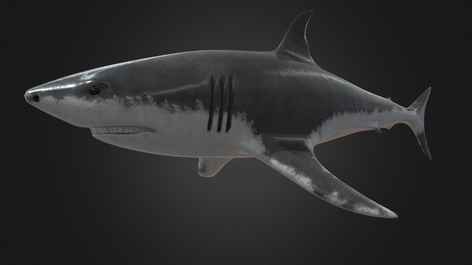 Great White Shark - Download Free 3D model by DJHaski [1dffa34] - Sketchfab