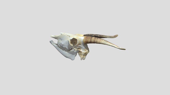 Goat Skull 3D Model