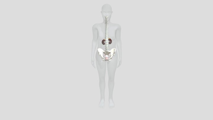 Female gential system and kidneys 3D Model