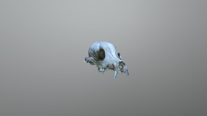 Crânio de cachorro 3D Model