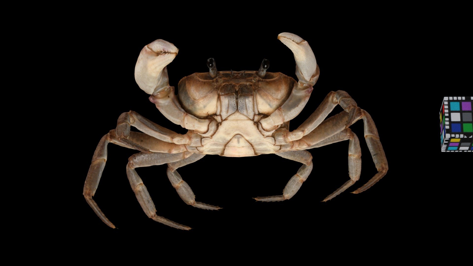 サカモトサワガニ ♂ River Crab, Geothelphusa sakamotoana