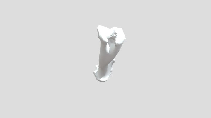 Alpaca - Left Humerus 3D Model