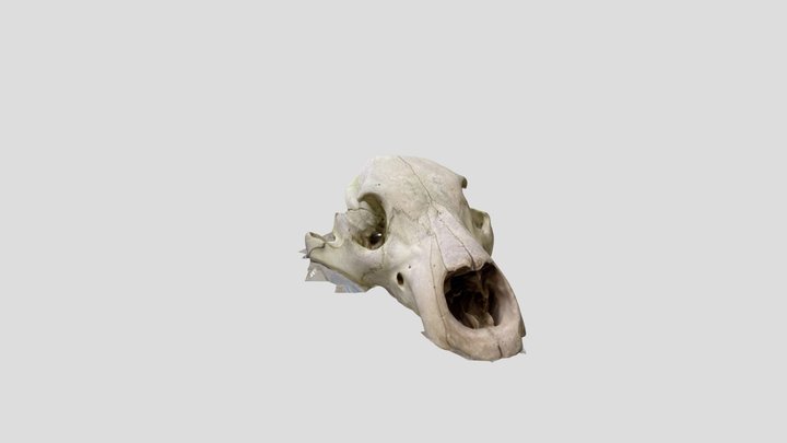 ヒグマ頭骨上 – Gratis 3D-model STL