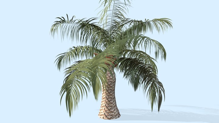 Tropical Oil Palm tree 3D Model