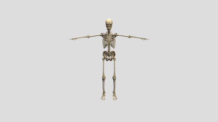 Esqueleto Humano -Reparo anatómicos 3D Model