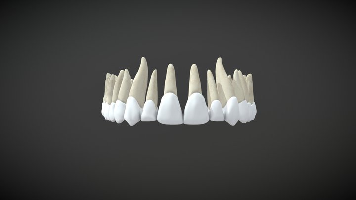 Upper teeths / Dientes permanentes superiores 3D Model