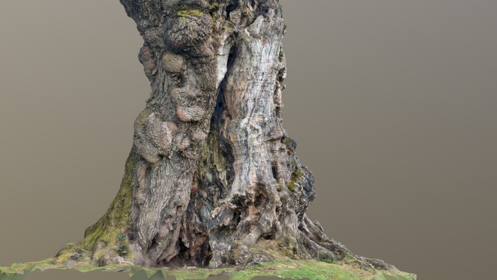 The Tree
