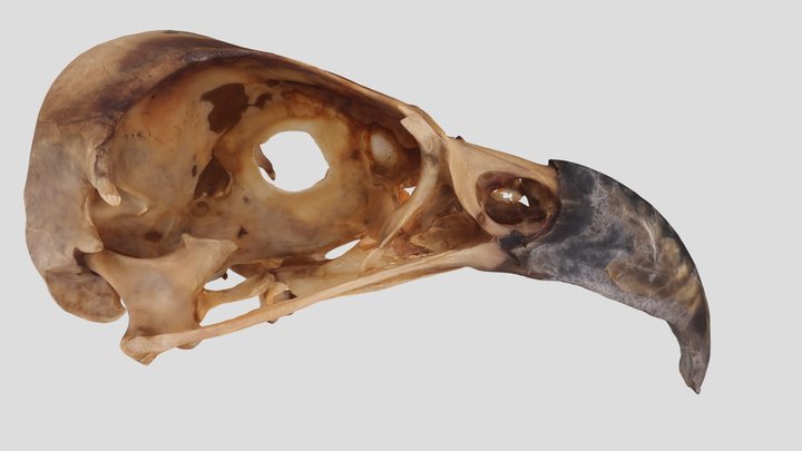 UWYMV:Bird:5865,P. haliaetus carolinensis,Crania – Gratis 3D-model STL