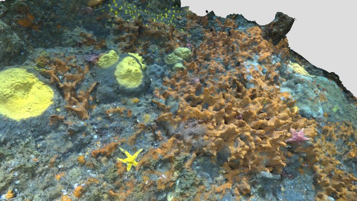 Antarctic sponges 3D Model