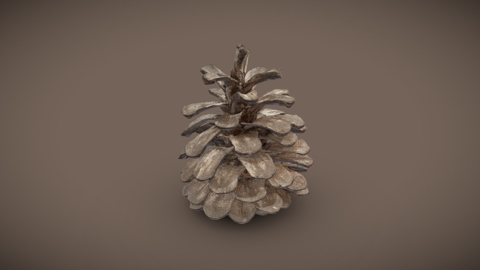 Pine_Cone_B - 3D model by 893 3D models (@Jyb.Yakuza) [1e1d00a] - Sketchfab