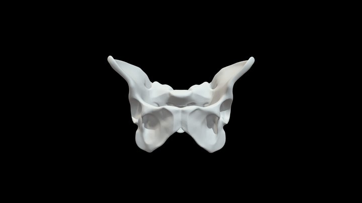 Pelvis 3D Model