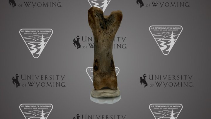 Pleistocene Canis Proximal Phalanx UW57662 – Free 3D Model STL