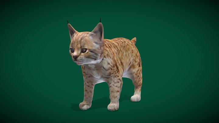 Baby Bobcat Cub Animal 3D Model