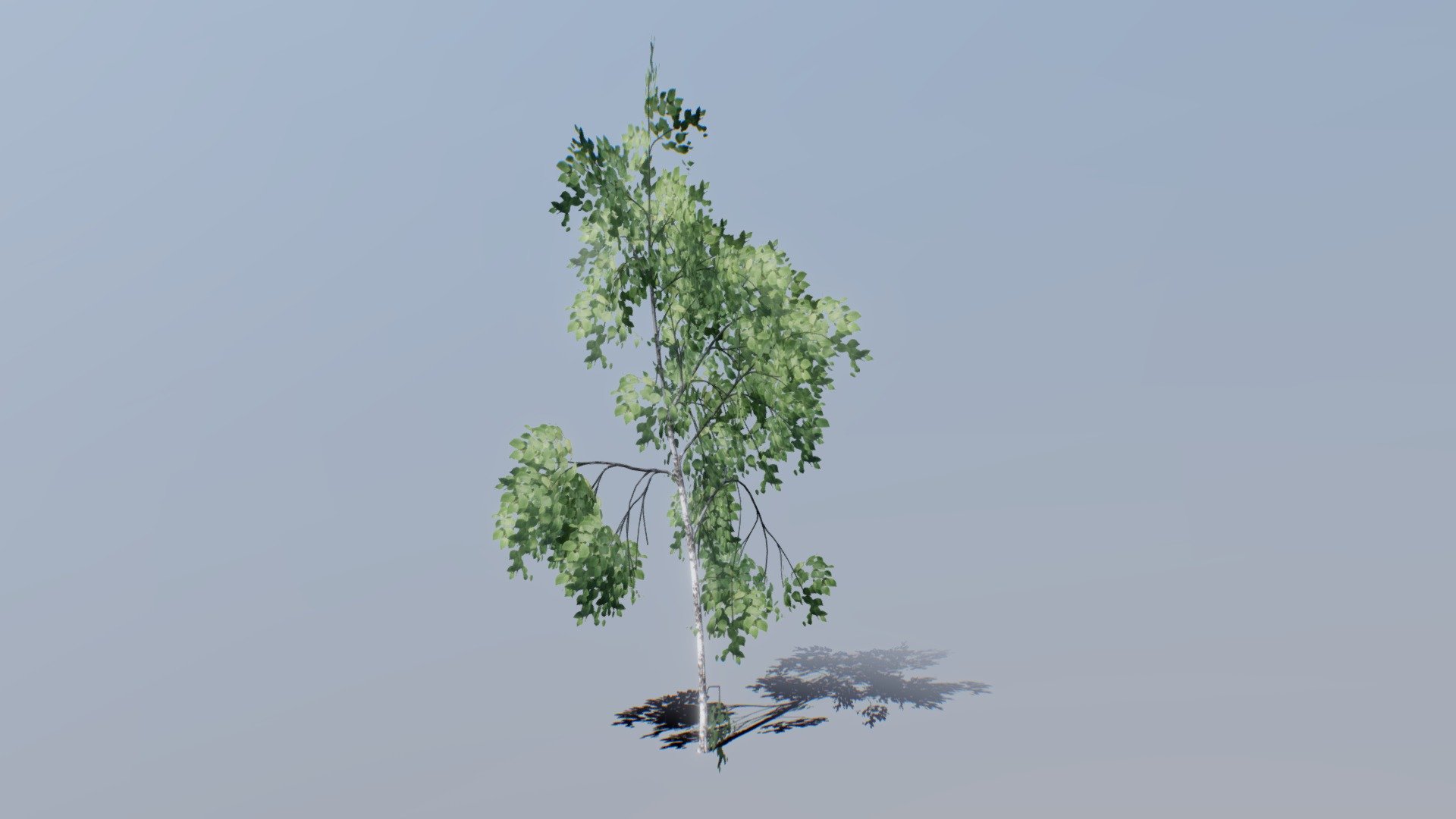 Gt 016 Birch 02
