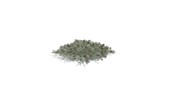 Realistic HD Blue Nest spruce (2/10) 3D Model