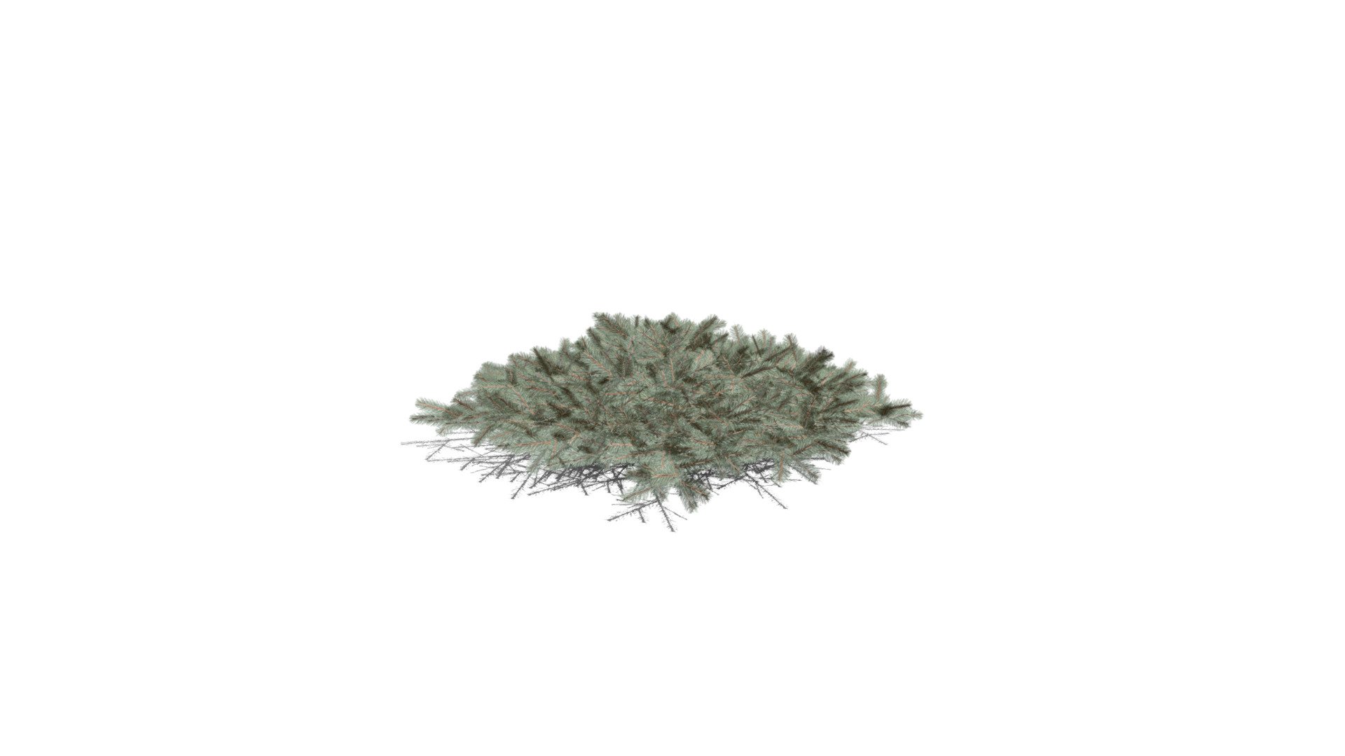 Realistic HD Blue Nest spruce (2/10) — Sketchfab embed 3D viewer