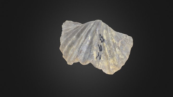 Brachiopod: Platystrophia cypha (PRI 76923) – Modello 3D gratuito STL