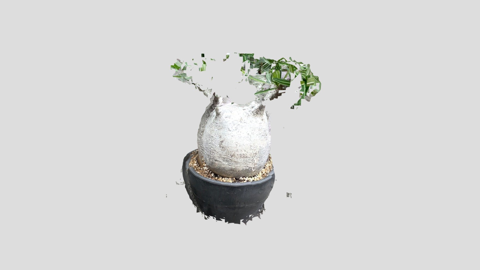 Pachypodium