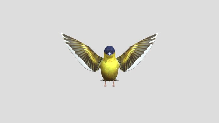 bird1 3D Model