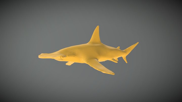Hammerhead Shark Base Mesh 3D Model