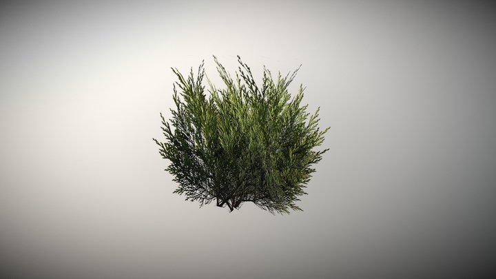 bush 3D Model
