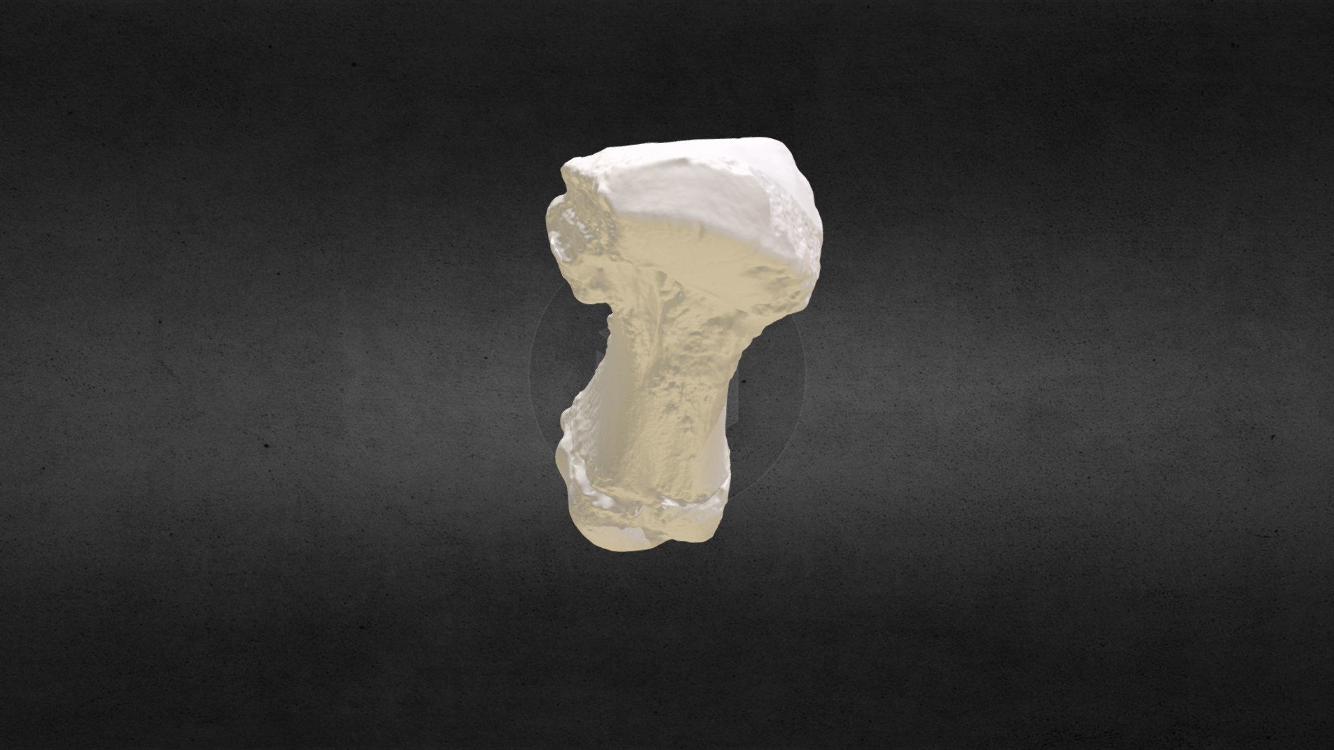 Loxodanta africana (elephant) L Metacarpal III