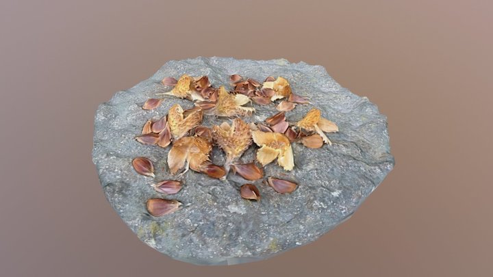 Seeds01 3D Model